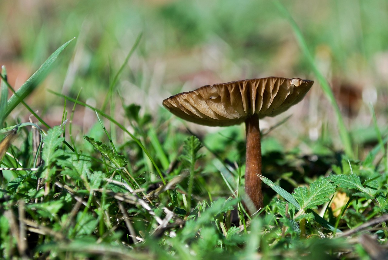 探索真菌王国，世界菌类科普书籍排行榜